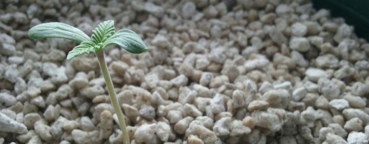 tallerautocultivo-portada.jpg