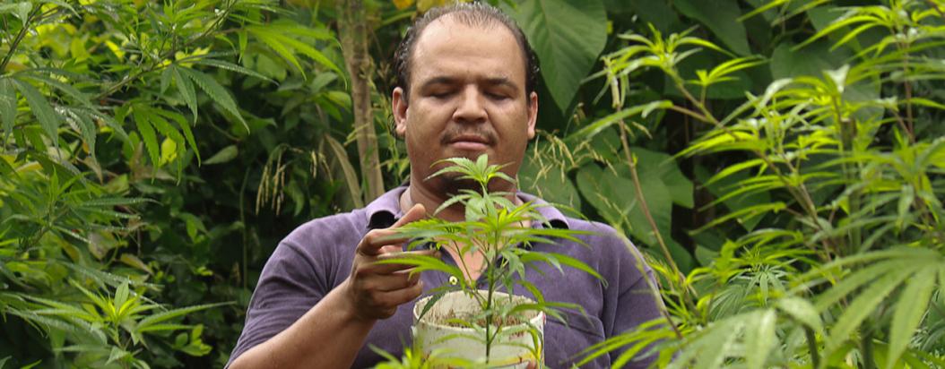 marihuana santa marta golden