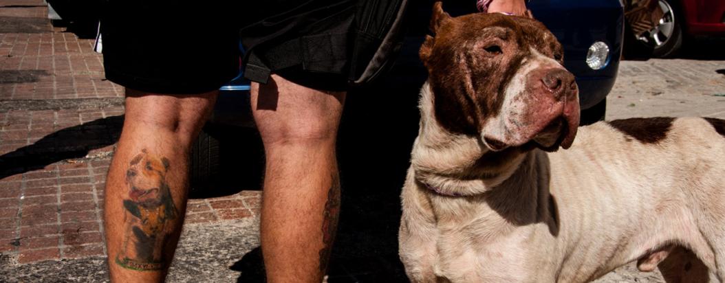 Del barrio Egipto a un refugio en Sibaté: así es el rescate de pitbulls abandonados