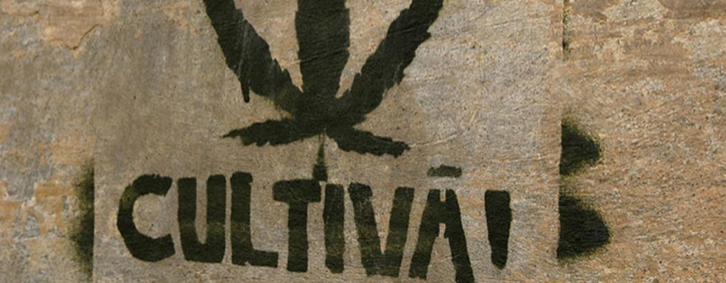 Ruta del Cannabis Cartel Urbano
