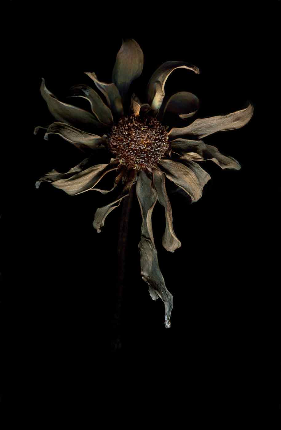 a-orjuelflor.jpg