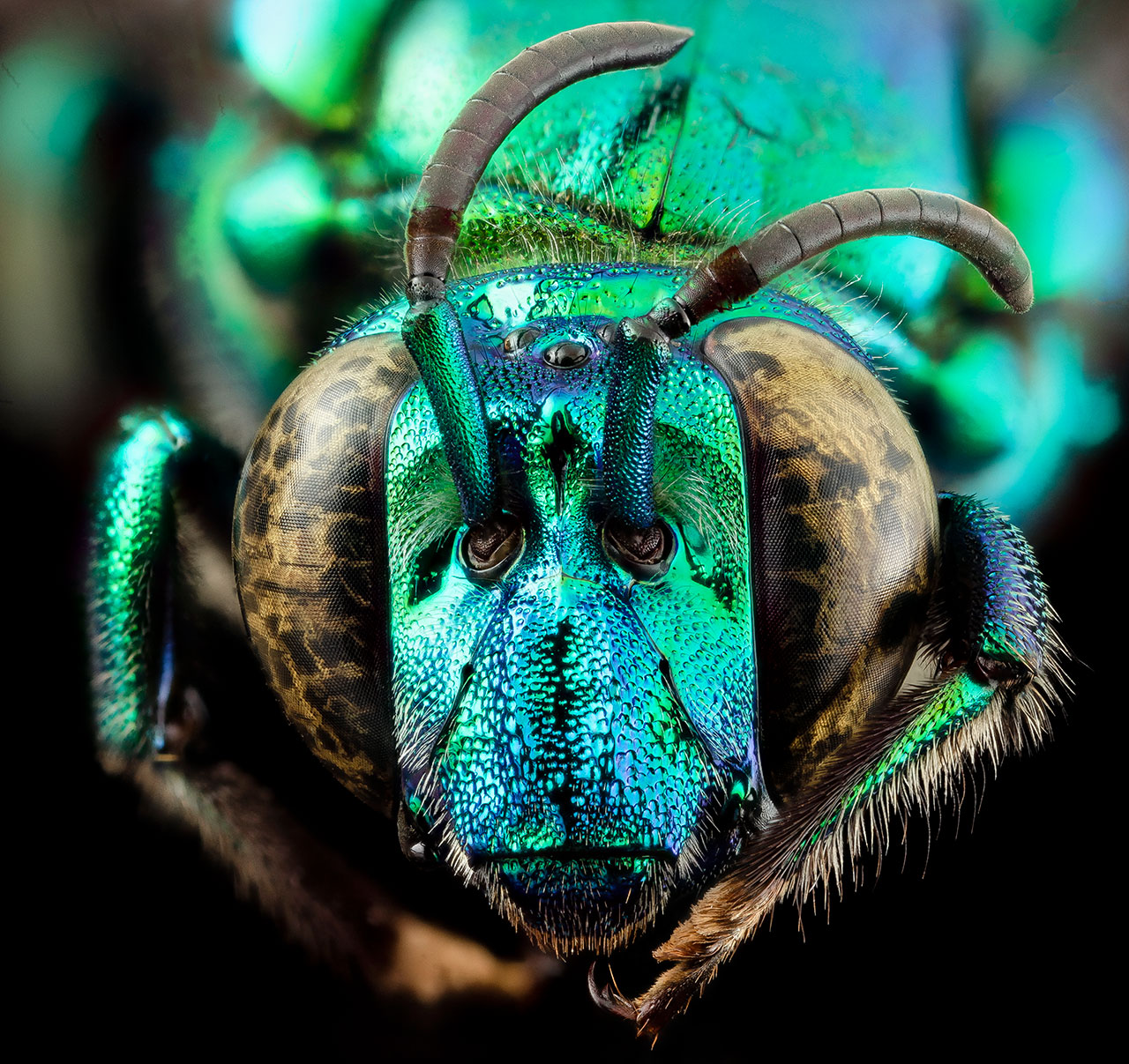 abeja.jpg