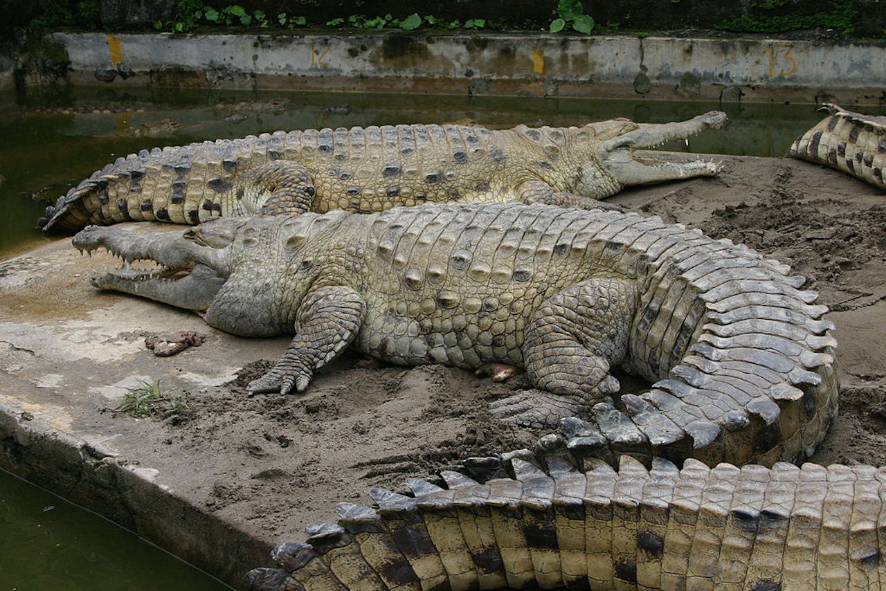 cocodrilo.jpg