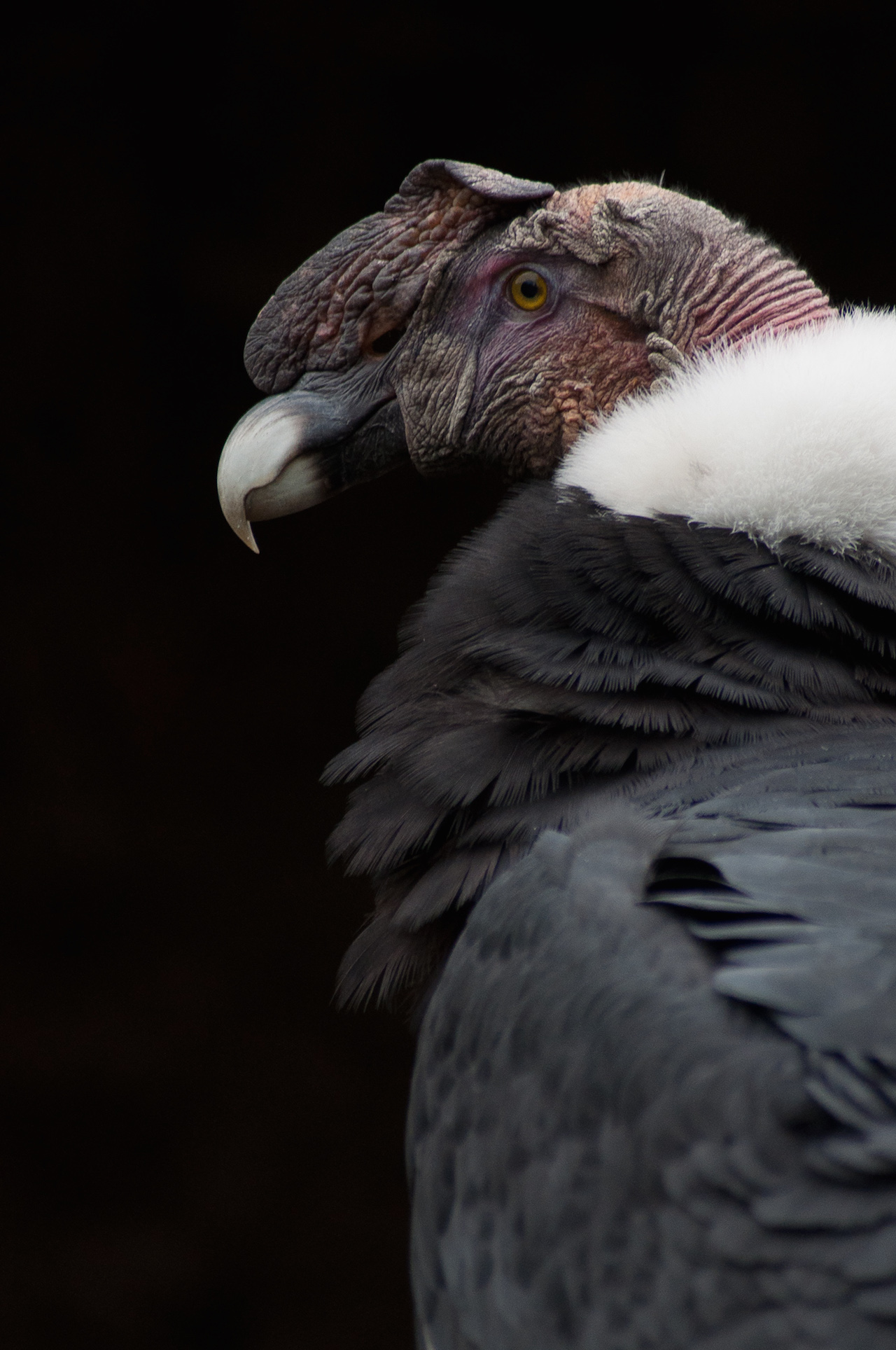 condor_0.jpg