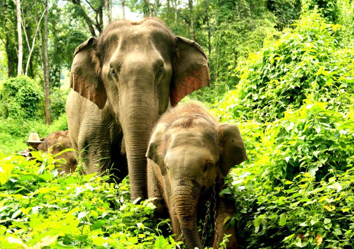 elefante1.jpg