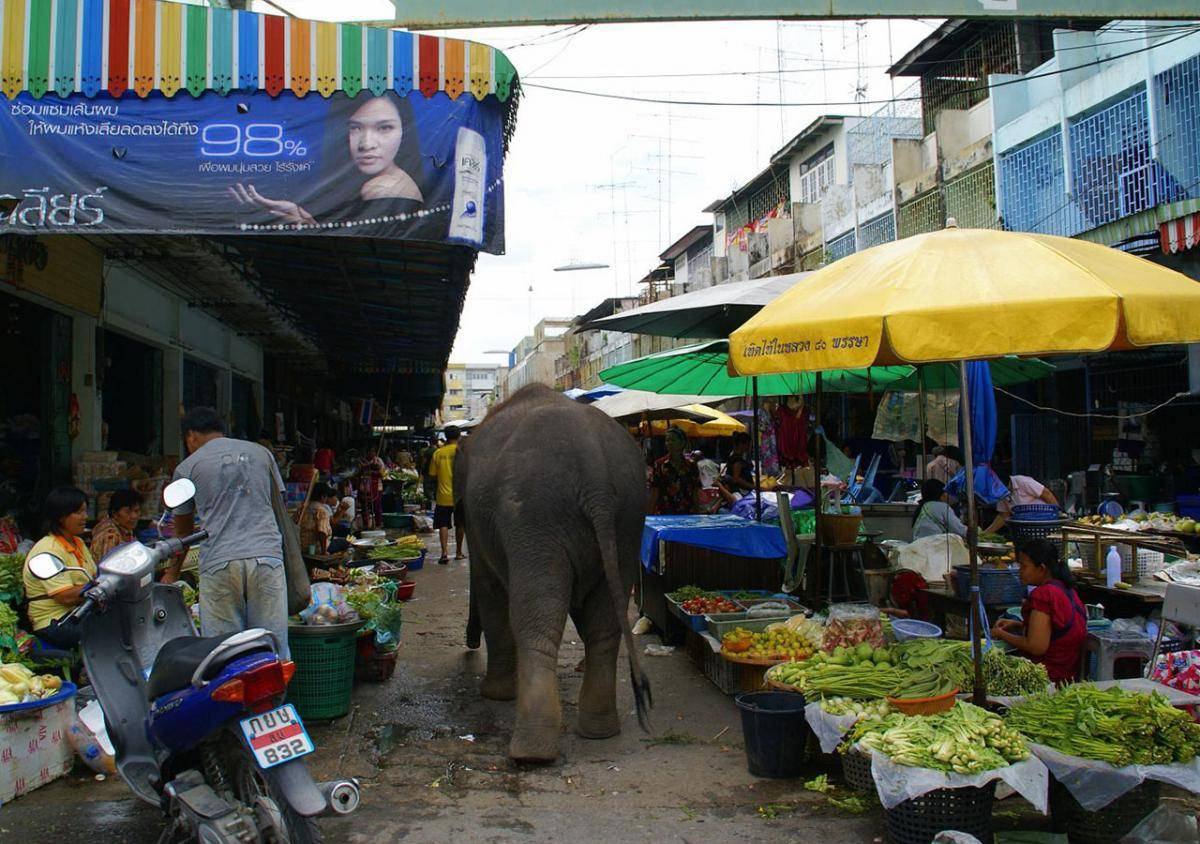 elefante2.jpg