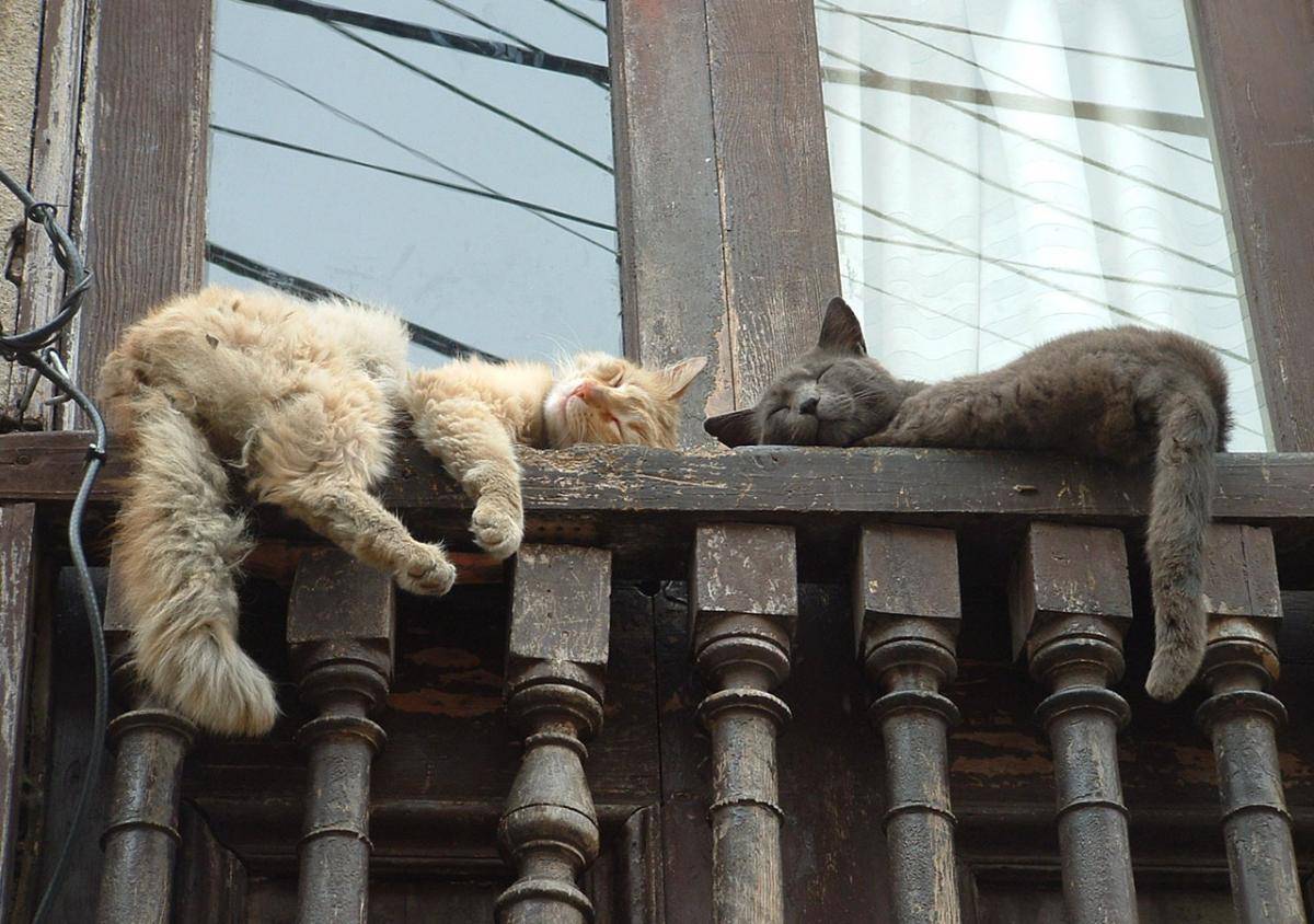 gato1.jpg