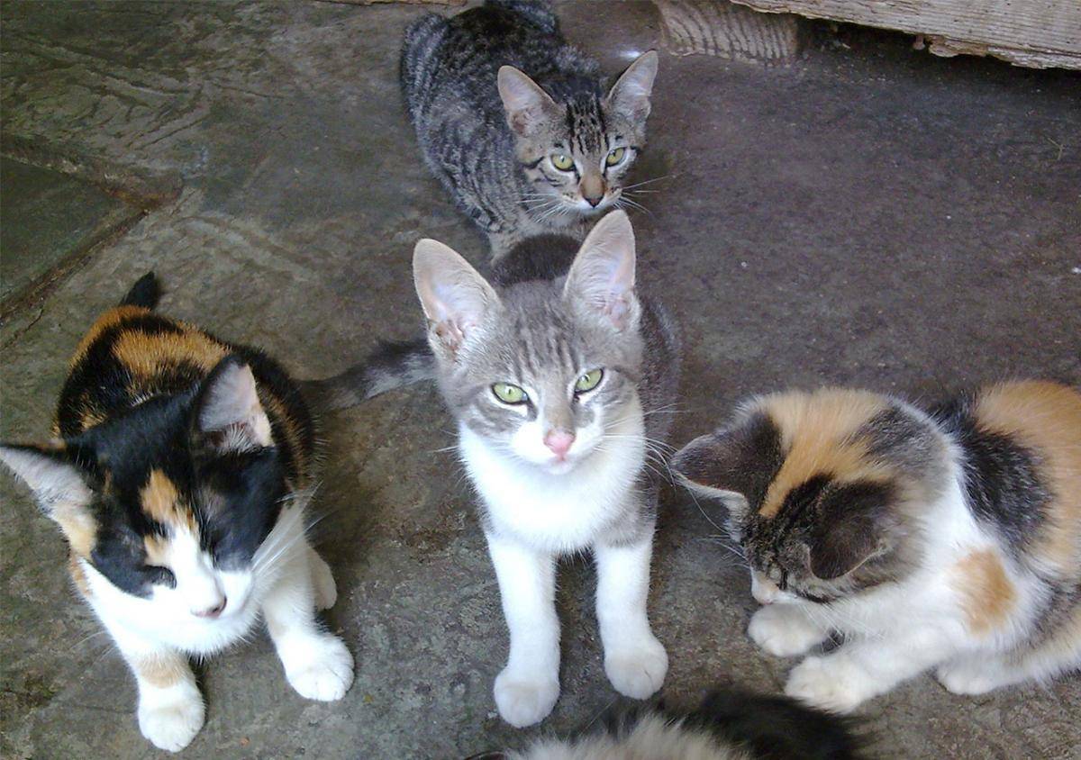 gato2.jpg