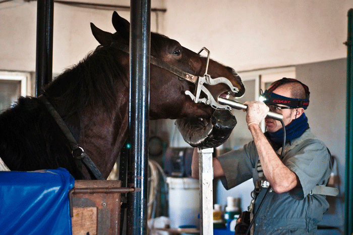 los-caballos-tambien-van-al-dentista-4_0.png