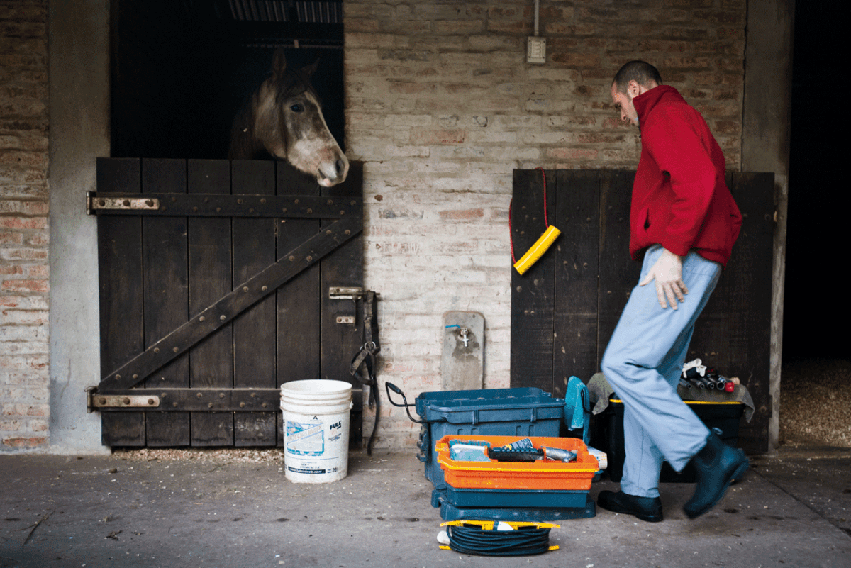 los-caballos-tambien-van-al-dentista-8.png