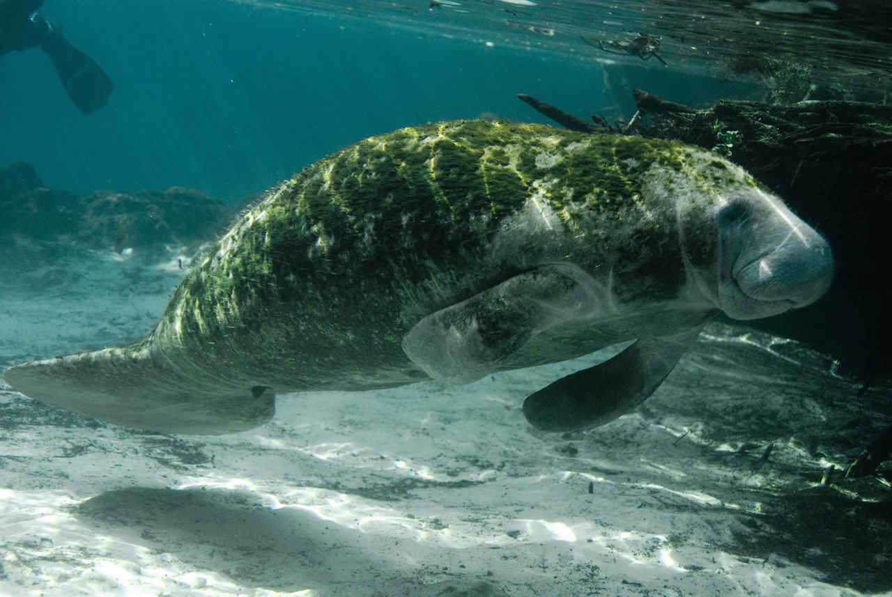 manati.jpg