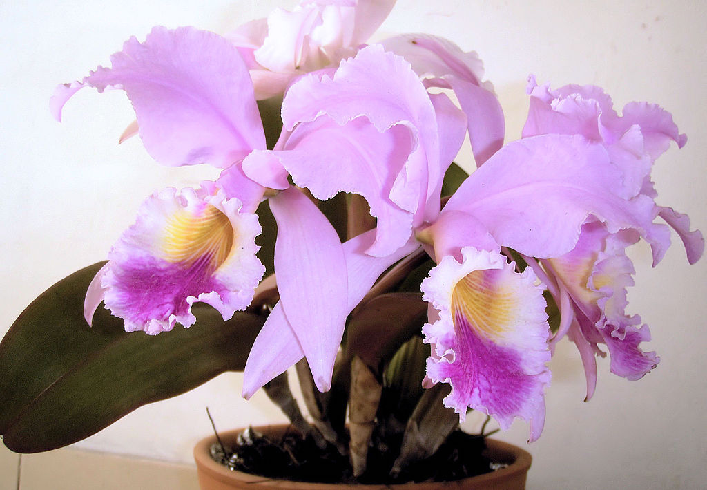 orquidea.jpg