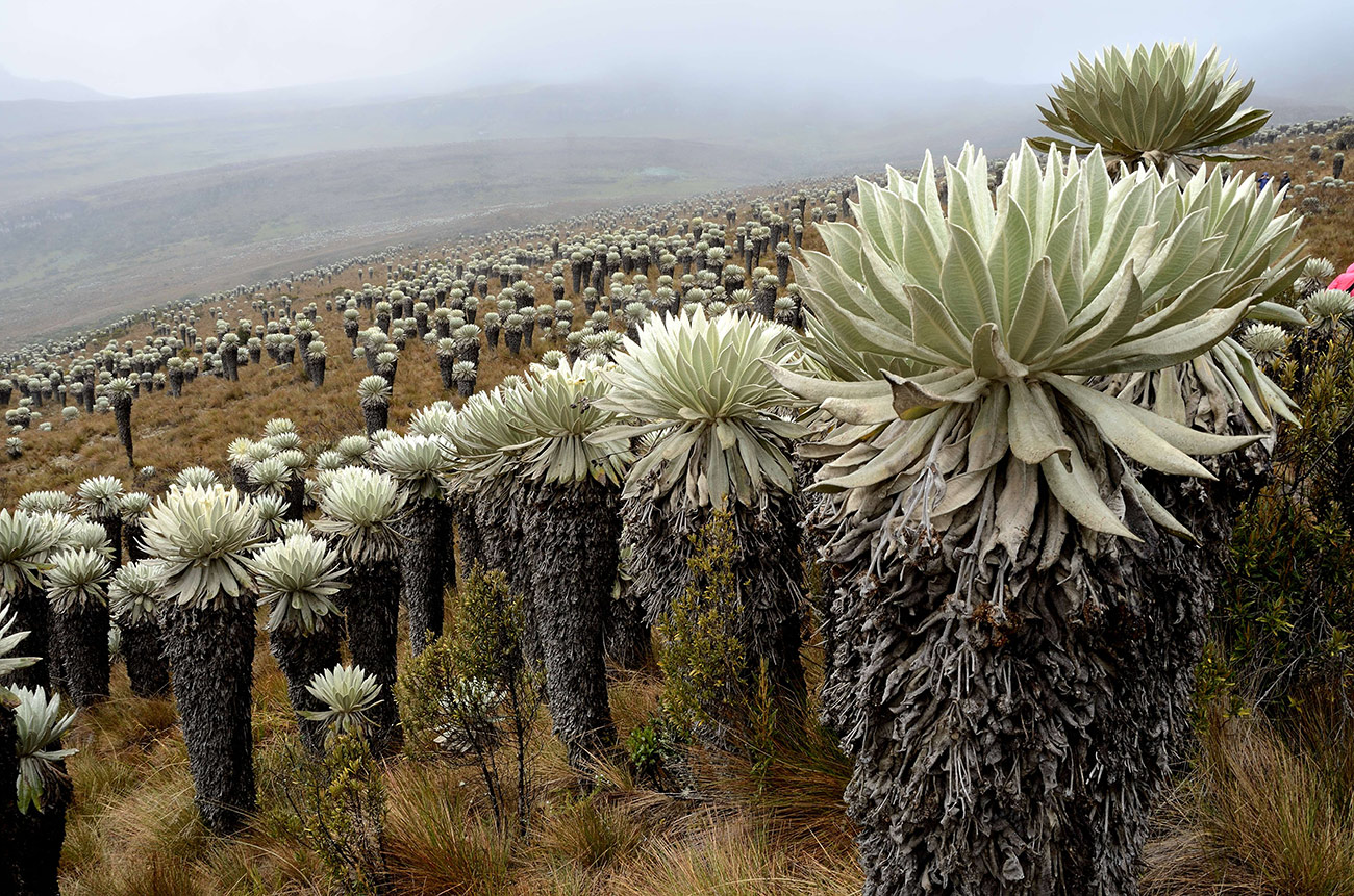 paramo_de_oceta.jpg