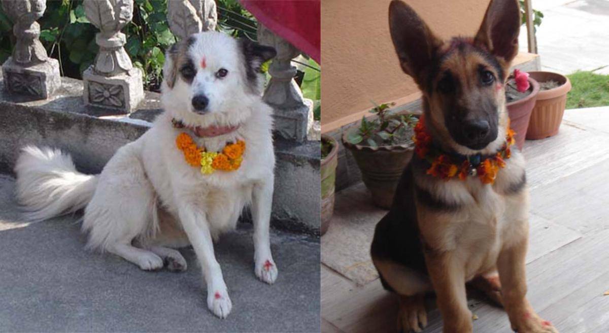 perro1.jpg