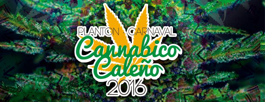 planton_cannabico.jpg