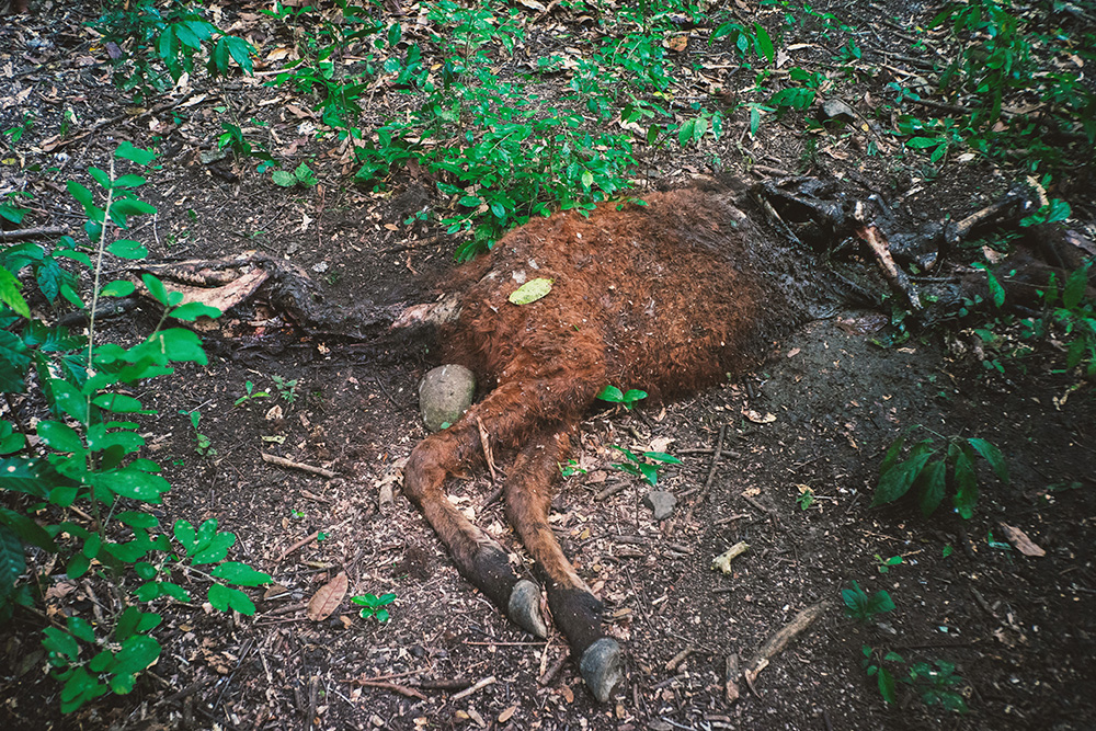 ruberosoria15.jpg
