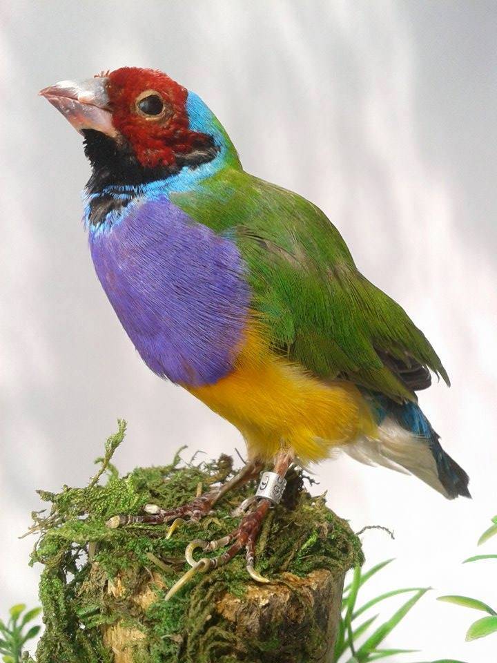 taxidermia_1.jpg