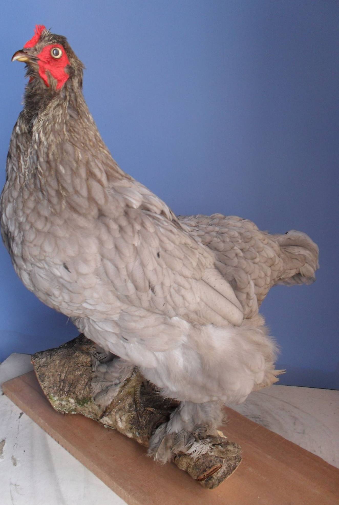 taxidermia_2.jpg